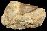 Mosasaur (Prognathodon) Tooth In Rock #70449-2